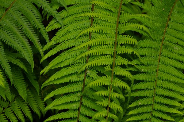 Stratégies réussies pour une campagne de levée de fonds au profit de la faune sauvage locale